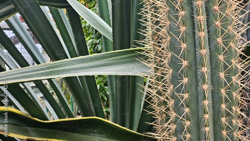Abstract Close-up of Pachycereus Cactus Spines and Ribbed Texture