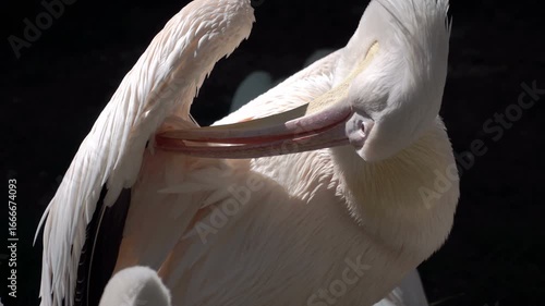 A pelican preens its feathers. A large, comical, white bird on the seashore. Wildlife, bird nesting sites. A flock of pelicans resting. Pelicans migrate in search of warm places and abundant food.