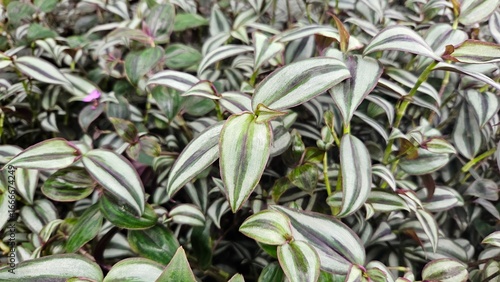 Closeup of Tradescantia zebrina Wandering Jew Plant with Striped Foliage