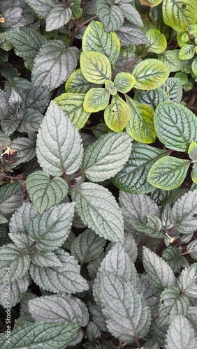 Persian Shield Leaves (Strobilanthes dyerianus) with Metallic Green Foliage