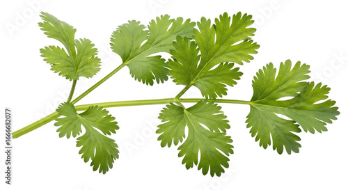 Photos Isolated Fresh Cilantro