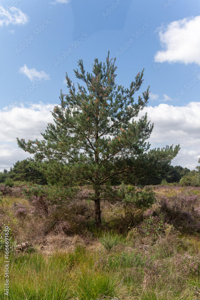 Yateley Common in Hampshire United Kingdom Yateley Common in Hampshire United Kingdom