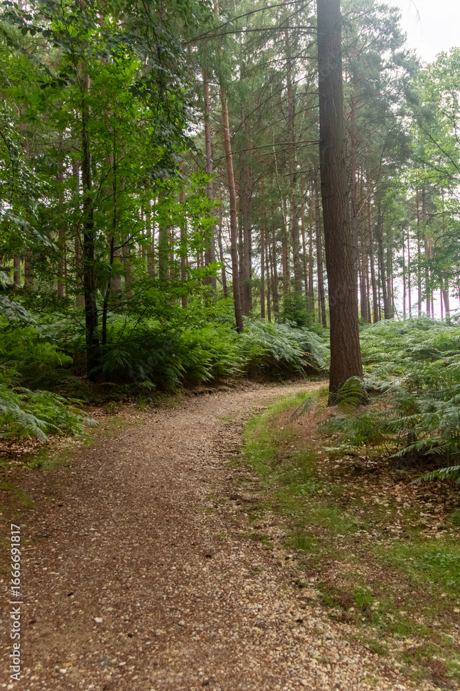 Fototapeta premium Yateley Common in Hampshire United Kingdom