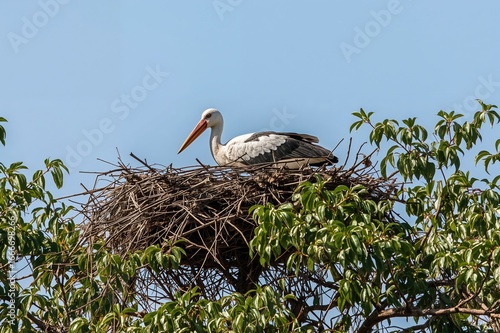 A colorful stork perched qu...