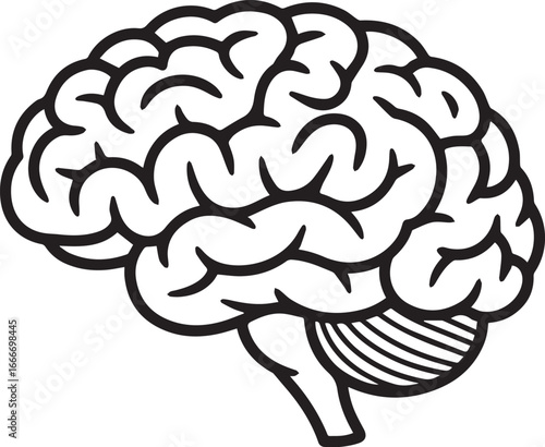Simplified black and white schematic presents a cerebral brain structure with transparent background