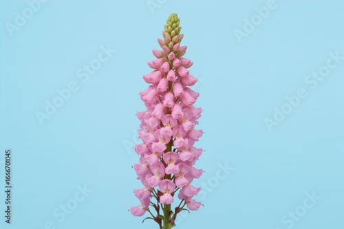 Summer Snapdragon 'Angelfac...