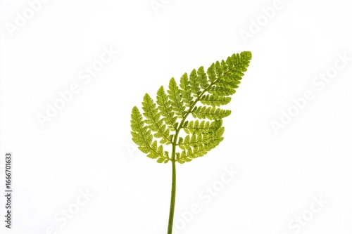 A solitary fern frond displ...