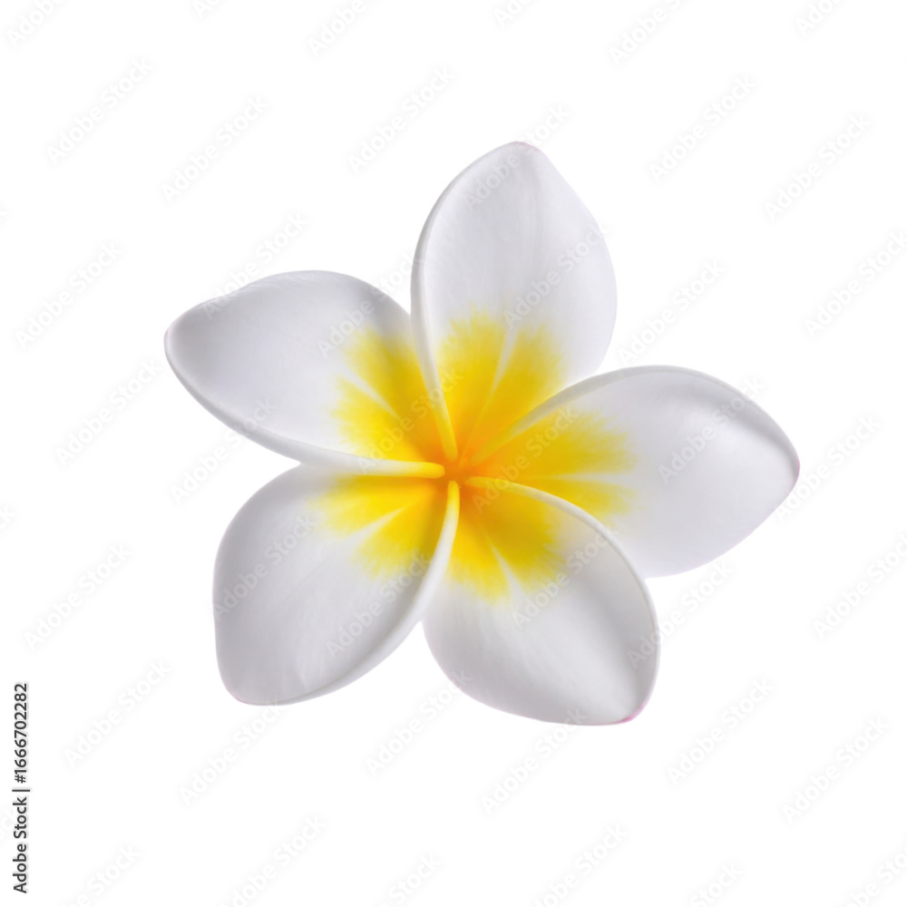 Fototapeta premium A delicate white flower with a vibrant yellow center against a transparent background.