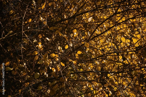 A shrub with fading yellow ...