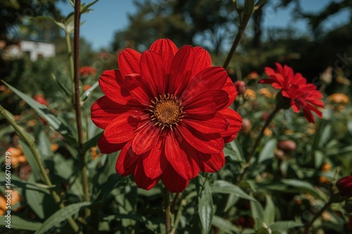 A Crimson Blossom Amidst Gr...