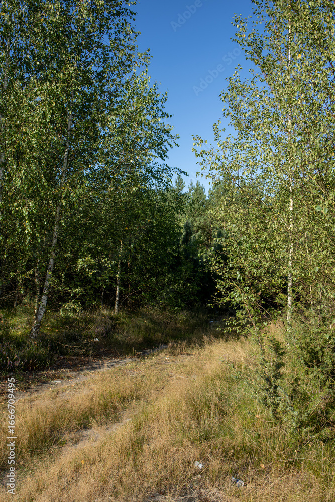 Fototapeta premium entrance to the mixed forest