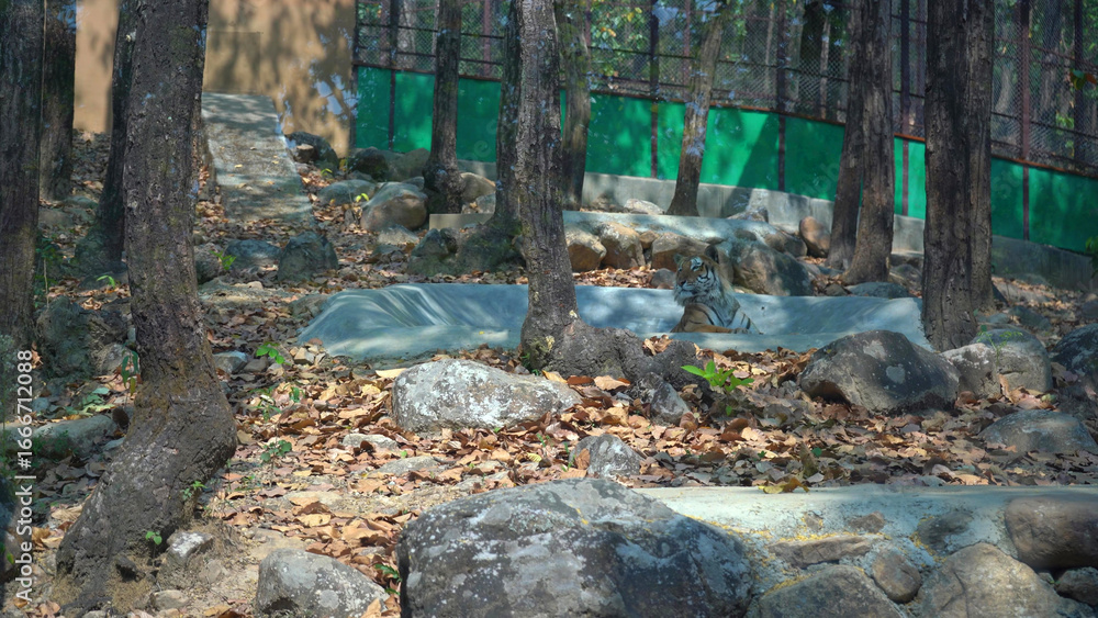 Obraz premium The Lion Path Through the Trees