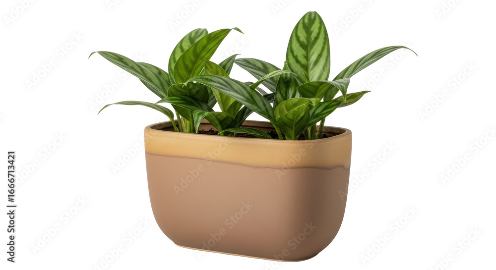 Obraz premium Isolated Plant