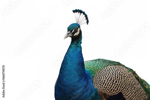 A stunning exotic bird stri...