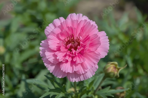 A colorful Dianthus gratian...