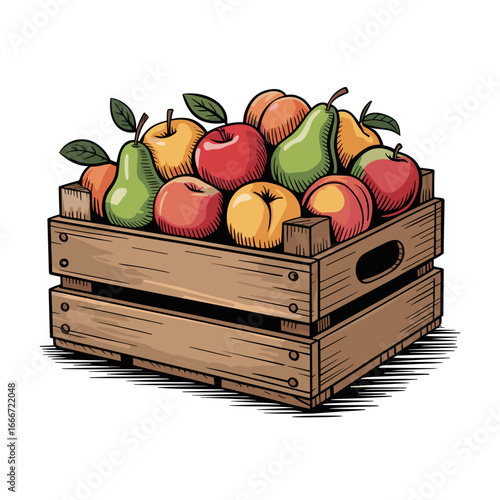 Fruit crate harvest, hand-drawn illustration filled with apples and pears on white background for fresh produce concept