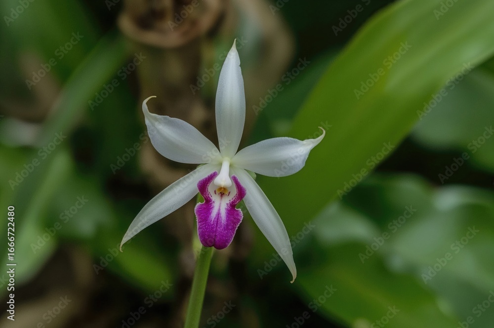 Obraz premium Scorpion Orchid, Arachnis Species, Arachnis Flos-Aeris Variety, Orchid Flower