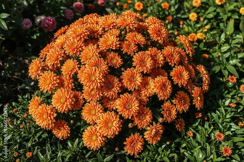 A group of vivid orange chr...