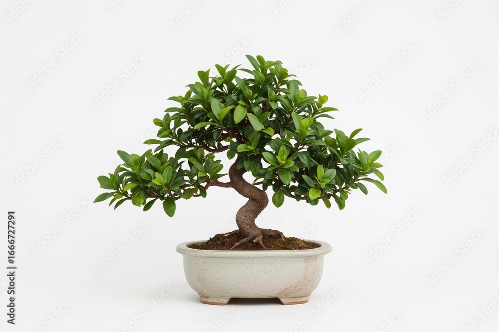 Obraz premium A miniature bonsai with lush foliage, housed in a container. Its beauty lies in the sculpted form and meticulous maintenance.