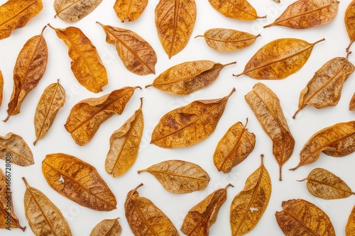 Isolated dried mango leaves...