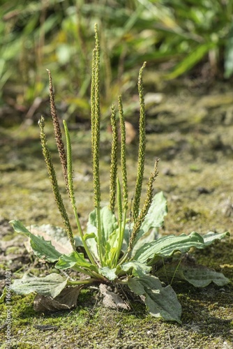 Broadleaf plantain (Plantago major), Emsland, Lower Saxony, Germany