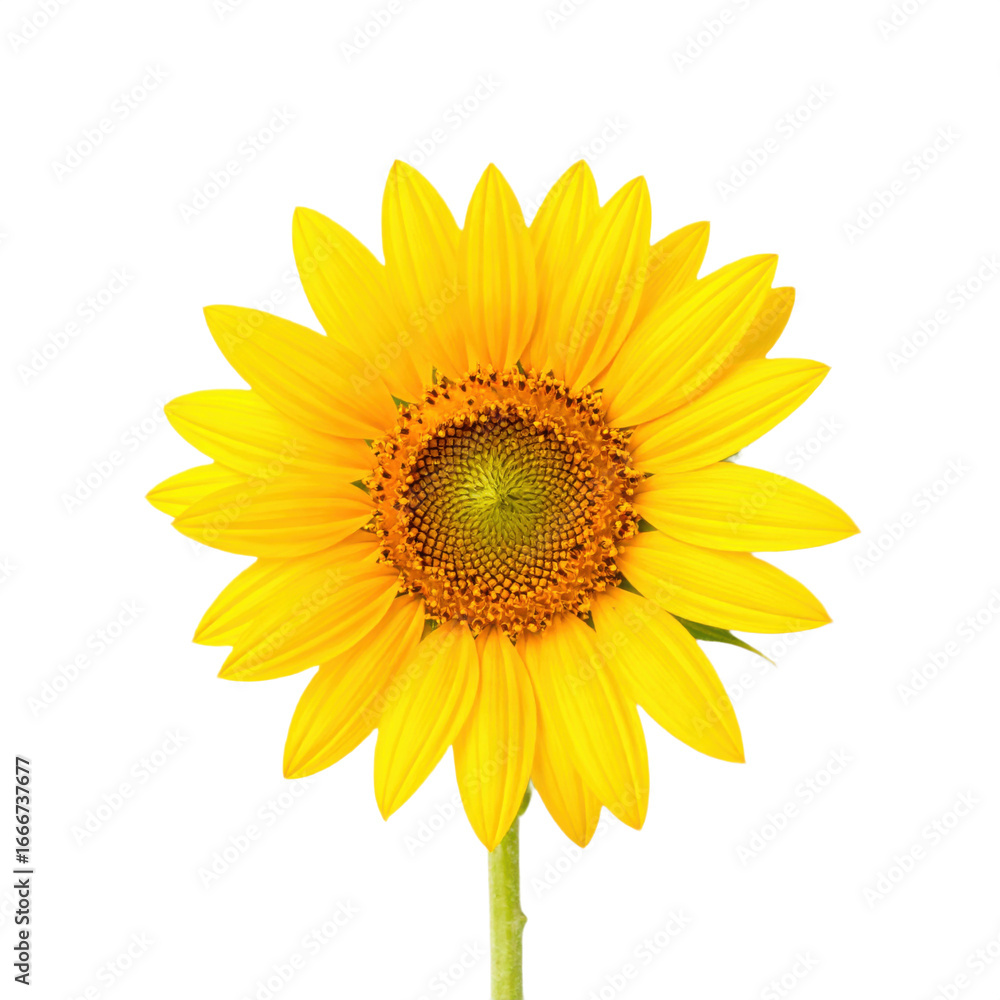 Fototapeta premium A bright yellow sunflower with a detailed central disk against a transparent background.