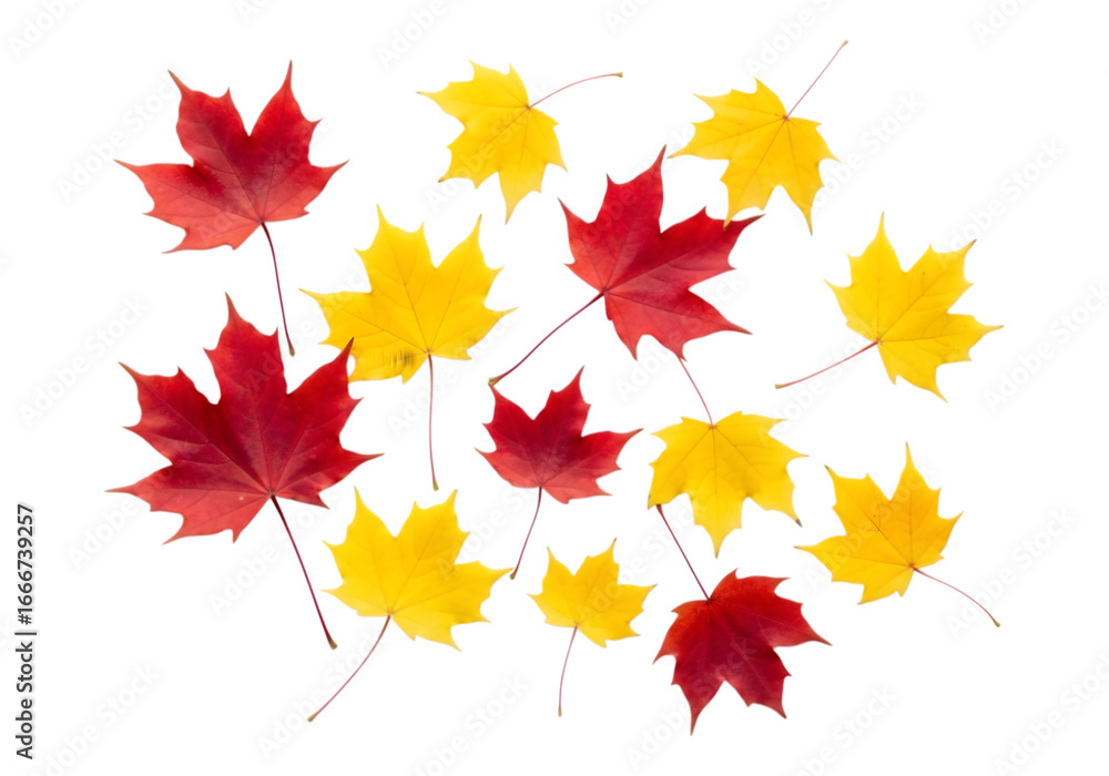 Fototapeta premium Beautiful autumn maple leaves in vibrant red and yellow hues captured in a realistic photo arrangement transparent background