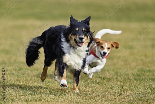 Mixed breed dog between Border Collie and Australian Shepherd plays with Beagle, Switzerland