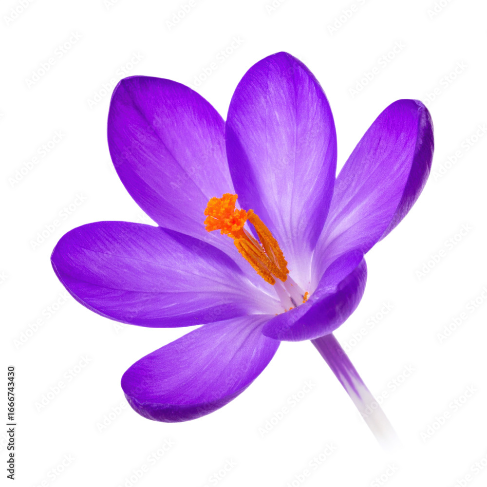 Fototapeta premium A vibrant purple flower with a bright orange center, set against a transparent background.