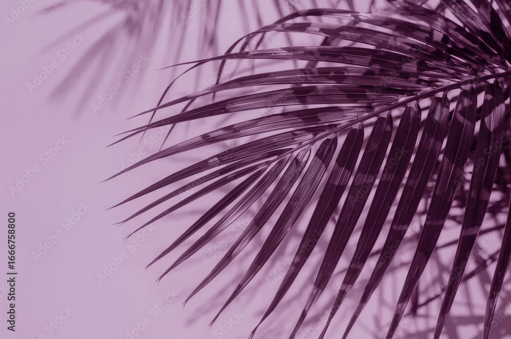 Fototapeta premium Detailed view of a violet palm frond surface