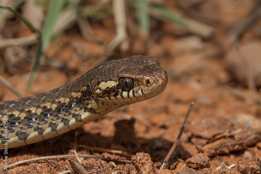 Venomous serpent from Down Under Venomous serpent from Down Under