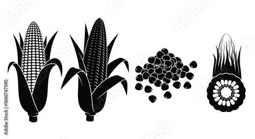 Fresh corn kernels and cobs representing healthy food and agriculture with detailed texture vector