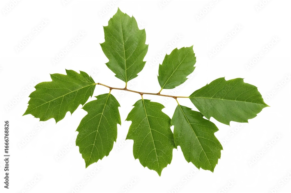 Fototapeta premium Fresh green leaves on a beech twig set against a white backdrop