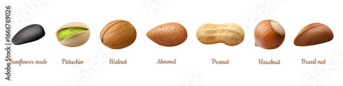 Kernels collection, isolated nutlets with shell. Vector realistic hazelnut and peanut, cashew and sunflower seeds, almond and pistachio, brazil nut and walnut. Set of nutritious snacks
