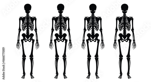 Four anatomical human skeletons displayed frontally in a row against a vector