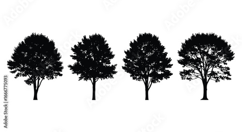 Four detailed black silhouettes of deciduous trees with full canopies on white vector
