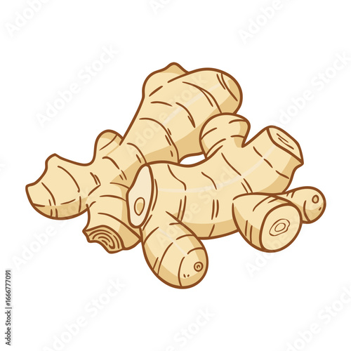 Beige ginger root with brown outline spice rhizome