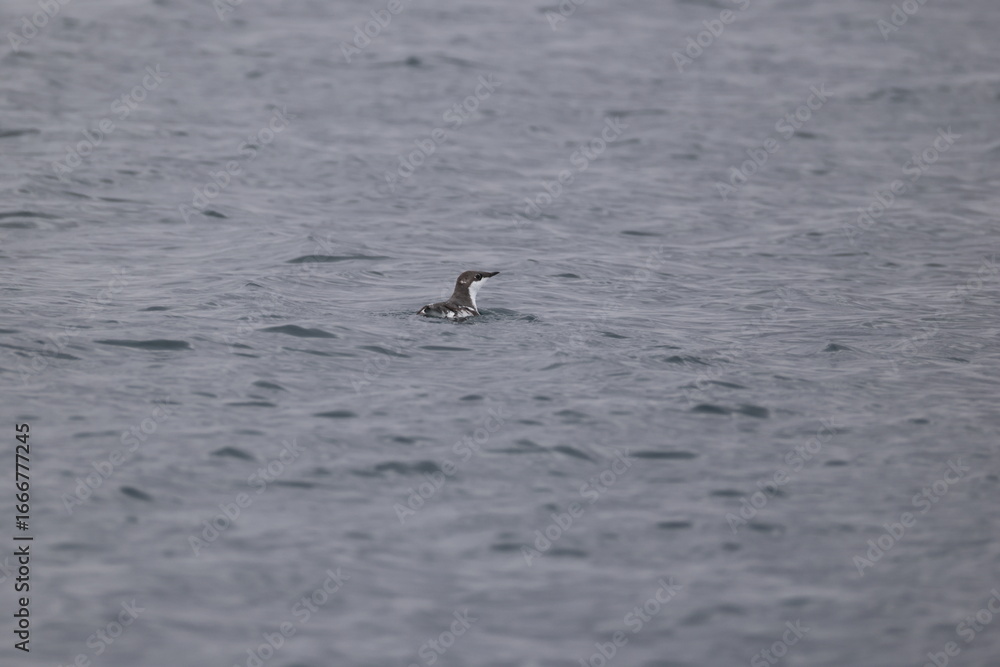 The long-billed murrelet (Brachyramphus perdix) is a small seabird from the North Pacific. This photo was taken in Japan. The long-billed murrelet (Brachyramphus perdix) is a small seabird from the North Pacific. This photo was taken in Japan.