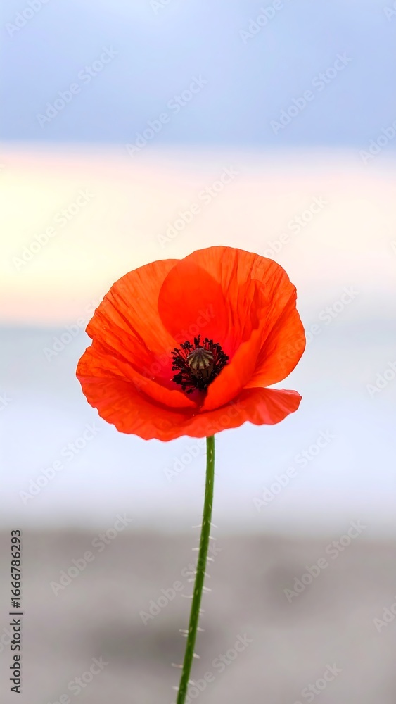 Naklejka premium Single vibrant poppy against soft pastel sky