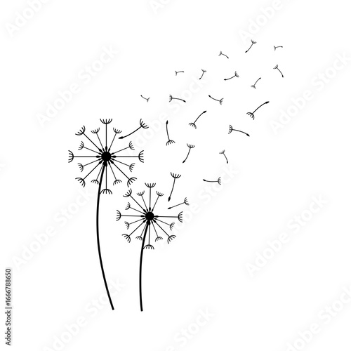 Two dandelions with seeds blowing in the wind creating a delicate and airy natural scene