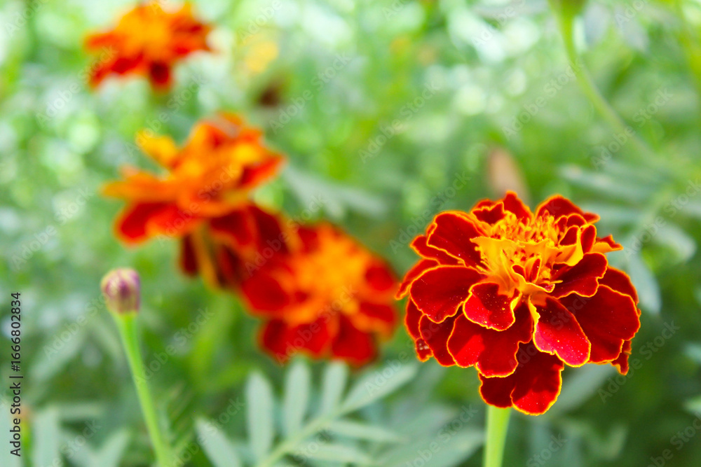 Fototapeta premium marigolds, beautiful pink marigold flowers on a natural green blurred background of fresh leaves