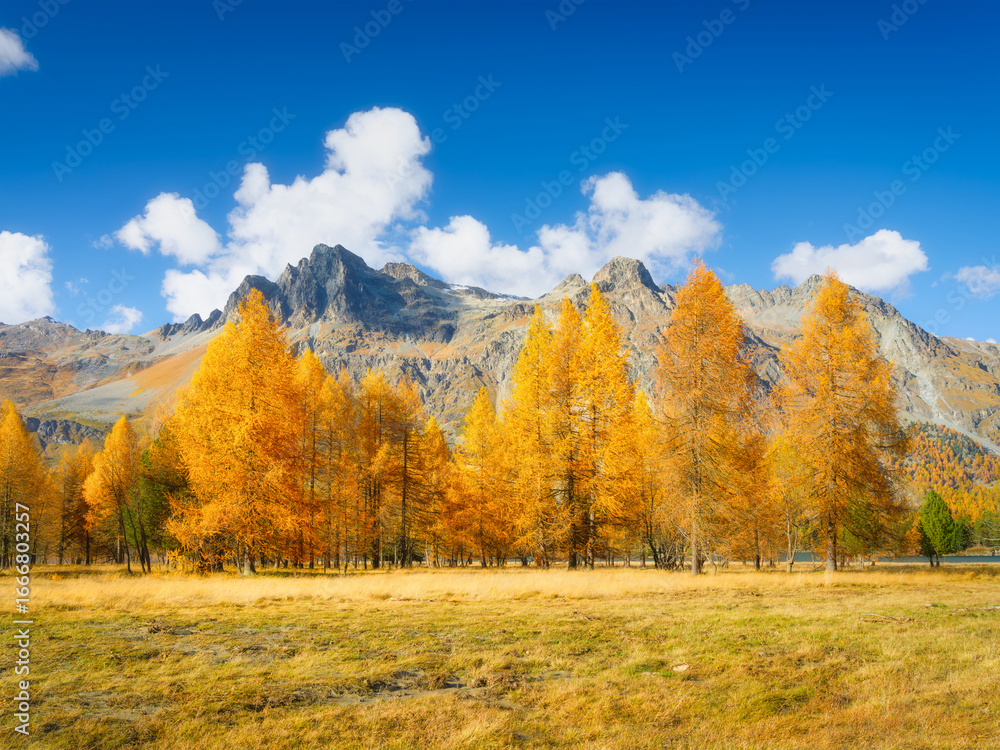 Fototapeta premium Autumn landscape in Switzerland. Day time in the mountains. Yellow larch trees. Incredible view of the mountain valley. Photo for background, wallpaper, postcards.