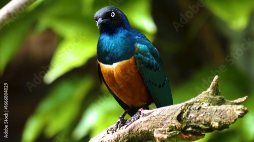 An african superb starling sits on a tree branch looking and watching around on a sunny day