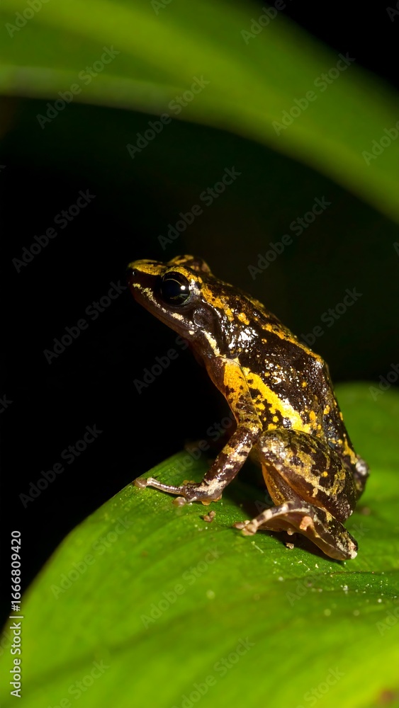 Obraz premium Small frog on a leaf