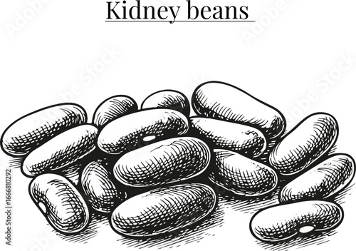 Kidney Beans Hand Drawn Vector Illustration – Vintage Botanical Legume Sketch