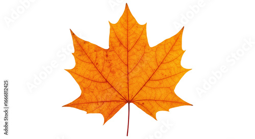 Wallpaper Mural Single Red Leaf with Serrated Edges and Vein Detail PNG Torontodigital.ca