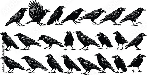 Crow silhouette vector pack, raven bird illustrations, black bird icons, flying crow graphics, wildlife design elements, spooky bird shapes