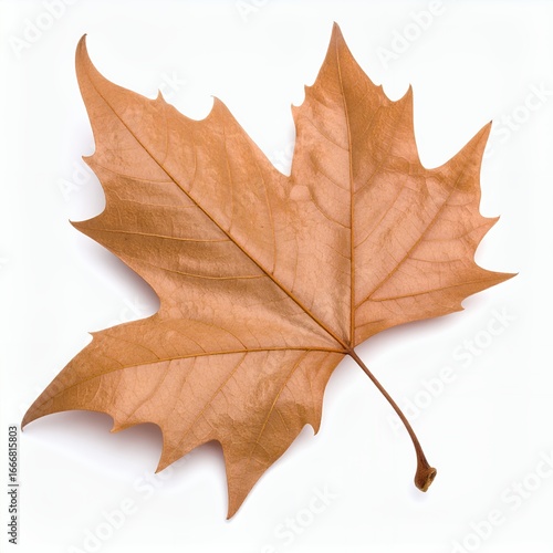 Wallpaper Mural Single autumnal leaf featuring unique pointed lobes, isolated, natural beauty on white background Torontodigital.ca