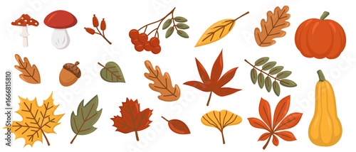 Collection of various autumn leaves, berries, pumpkins and mushrooms. Autumn season. Vector set of leaves. White isolated background. Elements for scrapbooking.