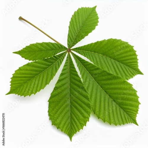 Detailed macro shot of a vibrant horse chestnut leaf in exquisite detail on white background